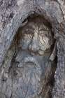 Historic carving of Burke near The Dig Tree, Burke and Wills expedition, Coopers Creek, Australia. Art Print